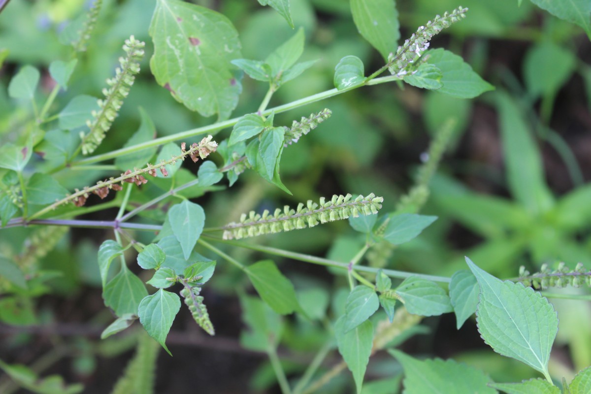 Basilicum polystachyon (L.) Moench